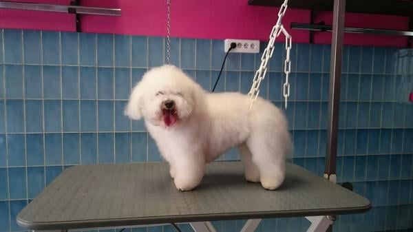 Best Of Dog 3